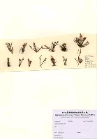 藏品(Gelidium pluma Loomis)的圖片